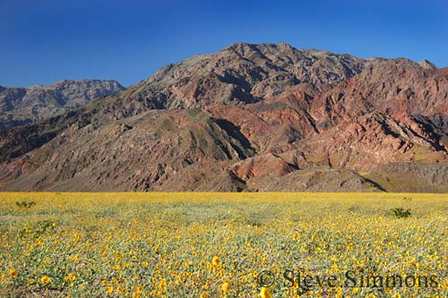 Death Valley Bloom